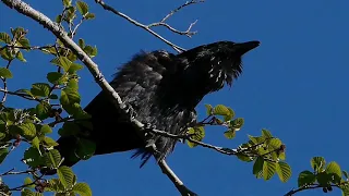 nature | common raven | crow | Birds | beautiful birds | relaxing scenery | real clip | 🐦🏞️🤩😍🥰❤️💕