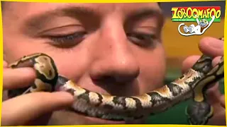 🐵 Zoboomafoo 🐍 with the Kratt brothers! SNAKEBELLIES | Full Episode | Animal Show for Kids