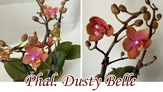 У Новой Орхидеи Вянут и Опадают Бутоны | Что с Корнями Орхидеи? | Phal. Dusty Belle
