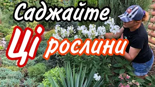 Сад з нуля ! Які рослини ПОСАДИТИ ? Стійкі Гарні Невибагливі ! Ландшафтний дизайн власноруч.