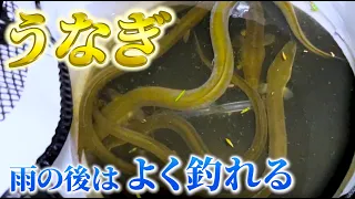 【うなぎ釣り】近所の川で釣れる高級魚