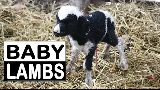 BABY LAMBS