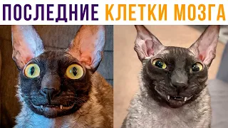 2 последние клетки мозга))) Приколы с котами | Мемозг 679