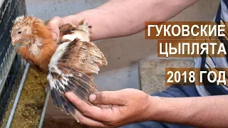 Цыплята-2018. Орпингтон, кохинхин, брама. Хозяйство Гуковские куры