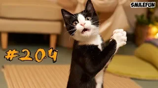 Смешные коты и котики, приколы про котов до слез Смешные кошки Funny Cats 2018