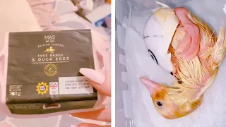 Woman Hatches Ducklings From Supermarket Eggs