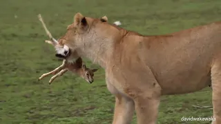 The Lioness eats a baby gazelle alive while the lioness sisters and the wildebeest watch.