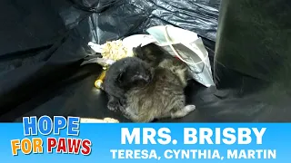 A family was born in a trash can and was almost thrown away!!!
