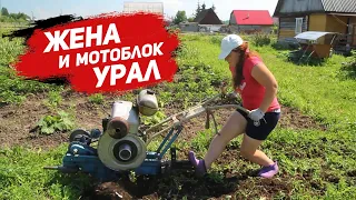 Жена и мотоблок Урал. Первая попытка освоить работу с советским монстром