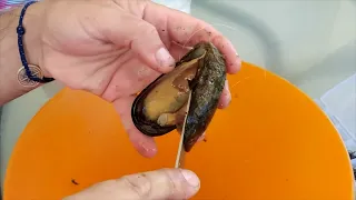 3 Montages avec la Moule pour la pêche des SPARIDES