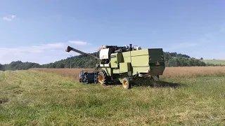 žně 2021 sklizeň řepky 1x fortschritt MDW E514,2x MDW e514,John deere 6520 #1