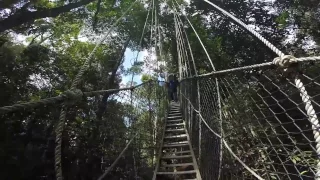 Canopy WalkWay Taman Negara Pahang [FHD]