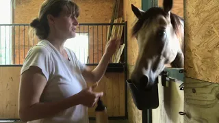 How I treat my horse for sweet itch on her face