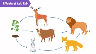 Causes of Acid Rain and Its Harmful Effects