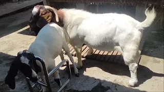 Big boer goat crosses with boerawa goat in village farm