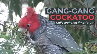 Gang-gang Cockatoo (Callocephalon fimbriatum) | Wattle Park, Victoria (AUSTRALIA)