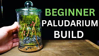 Nano Paludarium Tutorial - EASY Beginner Friendly Guide