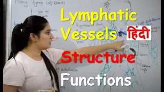 Lymphatic Vessels in Hindi | Structure | Functions | Circulation