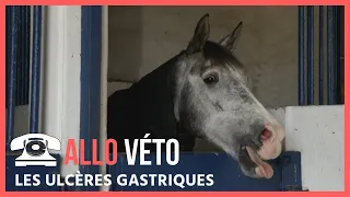 [ALLO VÉTO] : Les ulcères gastriques 💉