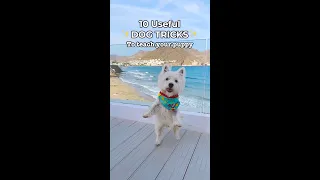 10 Useful Dog Tricks My Puppy Knows | 👇SUBSCRIBE👇 | Westie #shorts