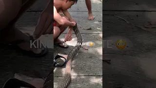 King cobra bite #kingcobra