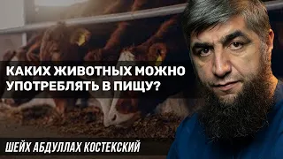 Каких животных можно употреблять в пищу?