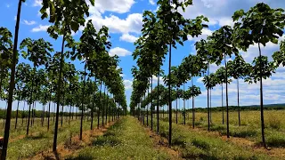 Paulownia in Romania - Anul II dupa tairea tehnica ( August - 2020)