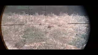 Фазанчик.Охота на фазана Cricket 5.5cal.