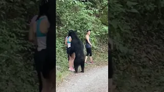 Oso ataca a mujeres.