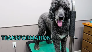 Old Boy's Can Still Look Good! - Standard Poodle Transformation – Dog Grooming – Full Groom