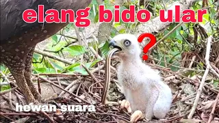 BABY ELANG TIDAK SABAR  INGIN SEGERA MAKAN ULAR YANG MASIH HIDUP