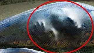 The guy was swallowed by a snake, but it’s impossible to believe what happened next!