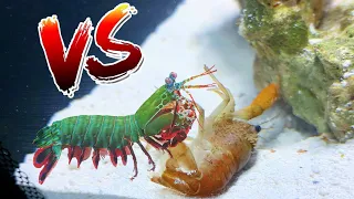 Crawfish vs Giant Mantis Shrimp! *EPIC BATTLE ROYALE*