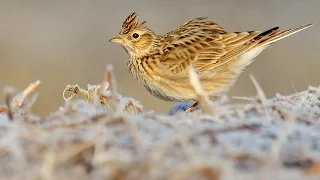 Bird sounds. Skylark chirping and singing in spring