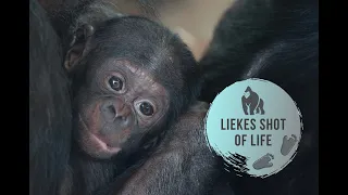 BONOBO'S STRIPPING A TREE OUTERMOST BARK, DOES THE BABY EAT IT?