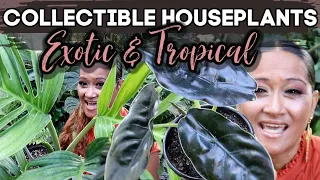 Rare and Unusual Finds/Collectible Houseplants Aroids, Philodendron, Monstera, Alocasia, Syngonium