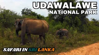 Udawalawe National Park - Sri Lanka | This is What It’s Like