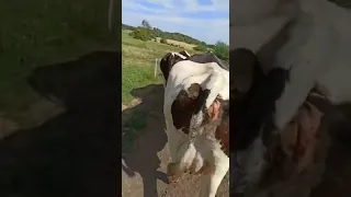 Работа на коровьей ферме в Германии часть 2.