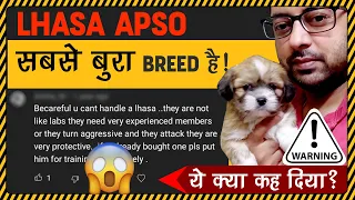 Be careful you can't handle Lhasa Apso | The real story behind Lhasa Apso | Understanding Lhasa Apso