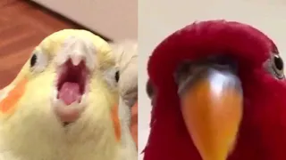 SMART AND FUNNY BIRDS 🐦 - TRY NOT TO LAUGH!!! I Funny Pets