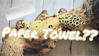 Pros and Cons of Paper Towel As a Leopard Gecko Substrate | Leopard Gecko Substrate Series Part 4