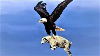 ঈগলের মারাত্মক আক্রমণ | Most Deadly EAGLES Attacks 2019 - Golden Eagle vs Goat,  Eagle vs Monkey