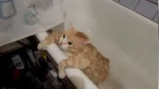 Жирный кот Тима не может выбраться из ванны