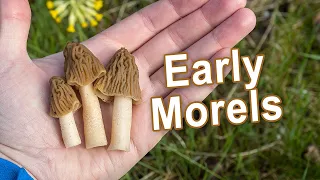 Mushroom Hunting #Shorts - April 23rd 2022 - Early morels | Verpa bohemica | Fungi