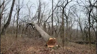 Cutting White Oak trees.