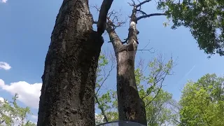 A Lifeline for a Climb in a very dead tree.