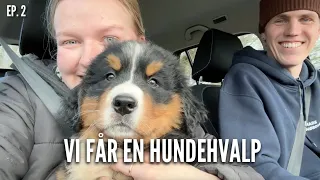 Vi får en hundehvalp | Livet på gården Ep. 2