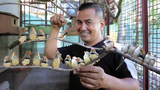 Zebra finches, the tiniest bird you've ever seen!! My birds gave birth to hundreds of babies