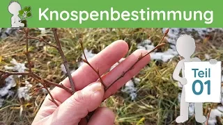 Knospen 1 - Bestimmung von Baum-Knospen im Winter - Teil 1 (+Extra: "Sommer-Erscheinung")