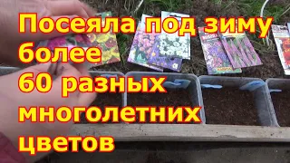 Зимний посев многолетних цветов. Отличный проверенный способ. Когда, как, какие сеять цветы под зиму